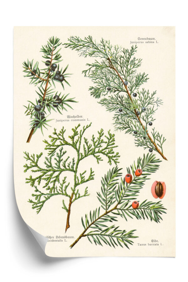 Plakat Wizerunki Starych Roślin Botanicznych - obrazek 3