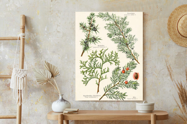 Plakat Wizerunki Starych Roślin Botanicznych - obrazek 7