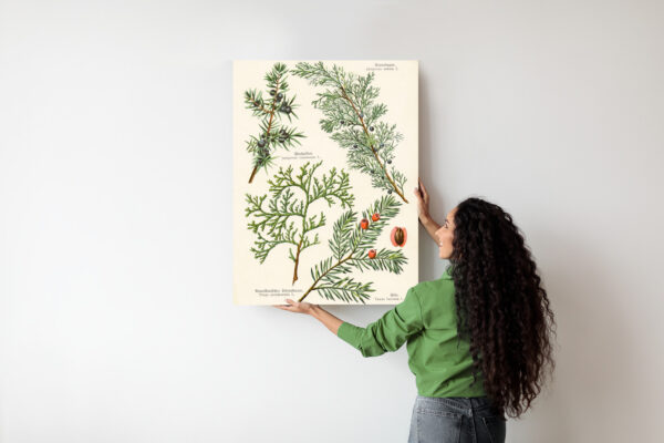 Plakat Wizerunki Starych Roślin Botanicznych - obrazek 8