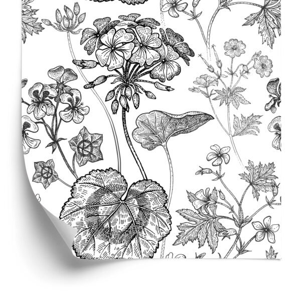 Tapeta Czarno-Białe Pelargonie - obrazek 4