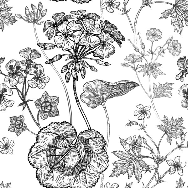 Tapeta Czarno-Białe Pelargonie - obrazek 2
