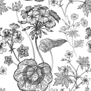 Tapeta Czarno-Białe Pelargonie