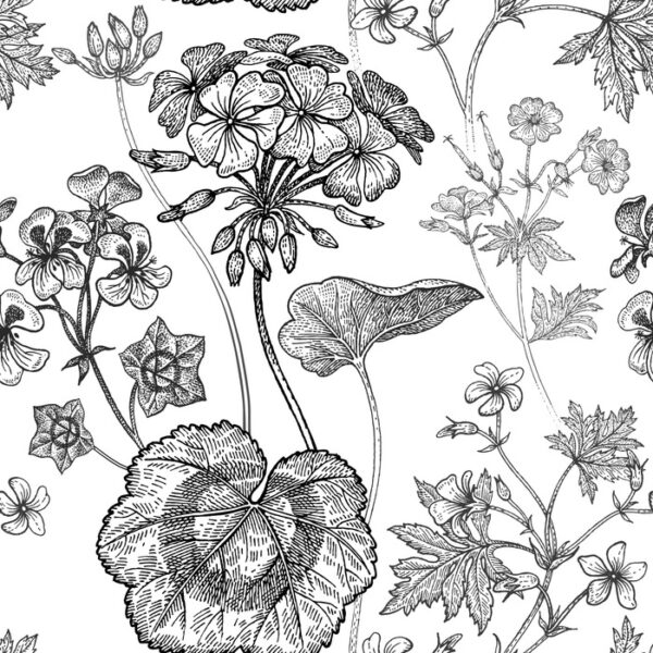 Tapeta Czarno-Białe Pelargonie