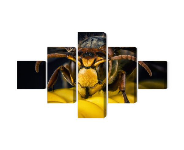 Obraz Wieloczęściowy Osa W Skali Makro - obrazek 3