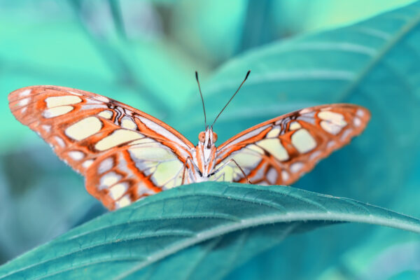 Obraz Wieloczęściowy Motyl Na Liściu W Skali Makro - obrazek 2