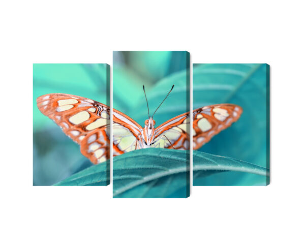 Obraz Wieloczęściowy Motyl Na Liściu W Skali Makro - obrazek 3
