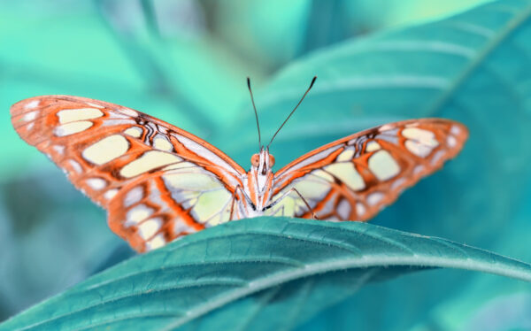 Obraz Wieloczęściowy Motyl Na Liściu W Skali Makro - obrazek 2