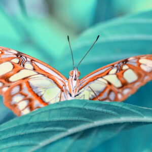 Obraz Wieloczęściowy Motyl Na Liściu W Skali Makro