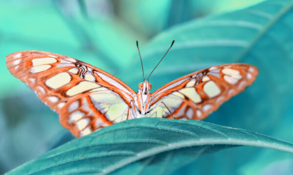 Obraz Wieloczęściowy Motyl Na Liściu W Skali Makro - obrazek 2