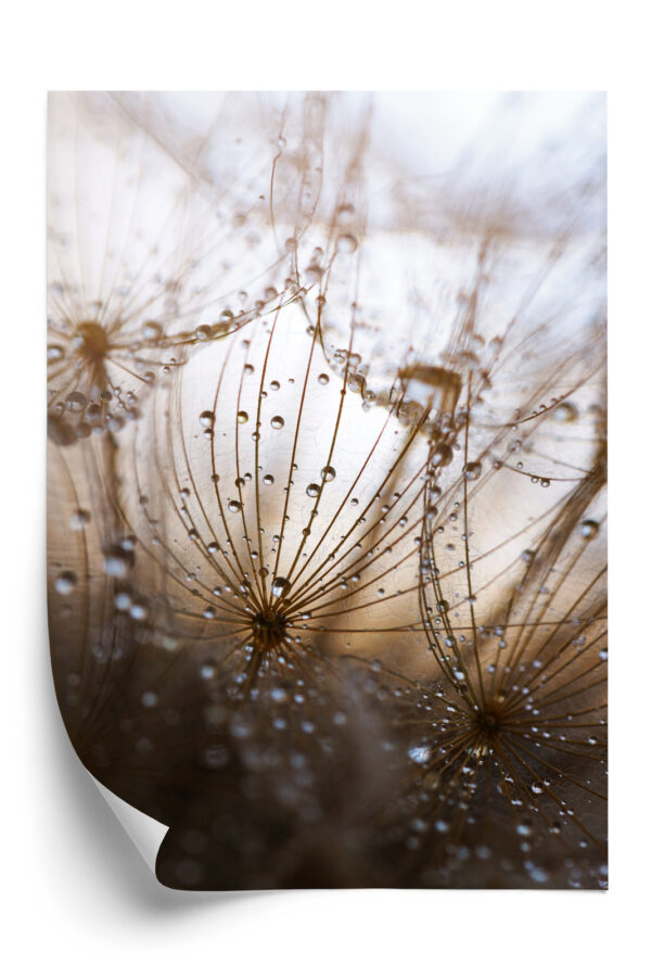 Plakat Dmuchawiec Z Kroplami Rosy - obrazek 3
