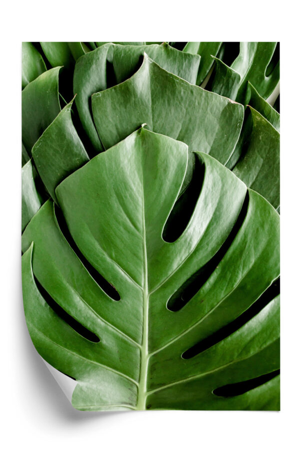 Plakat Monstera Liście Palmowe - obrazek 3