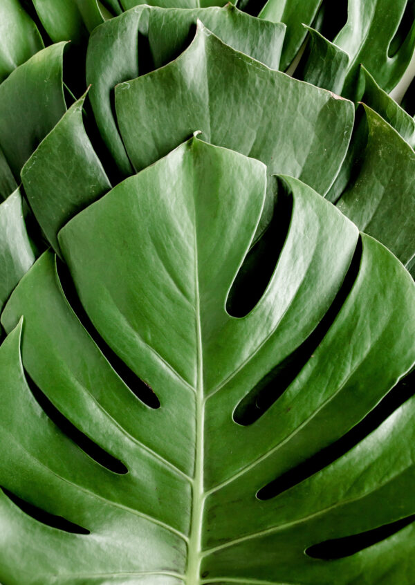 Plakat Monstera Liście Palmowe - obrazek 2
