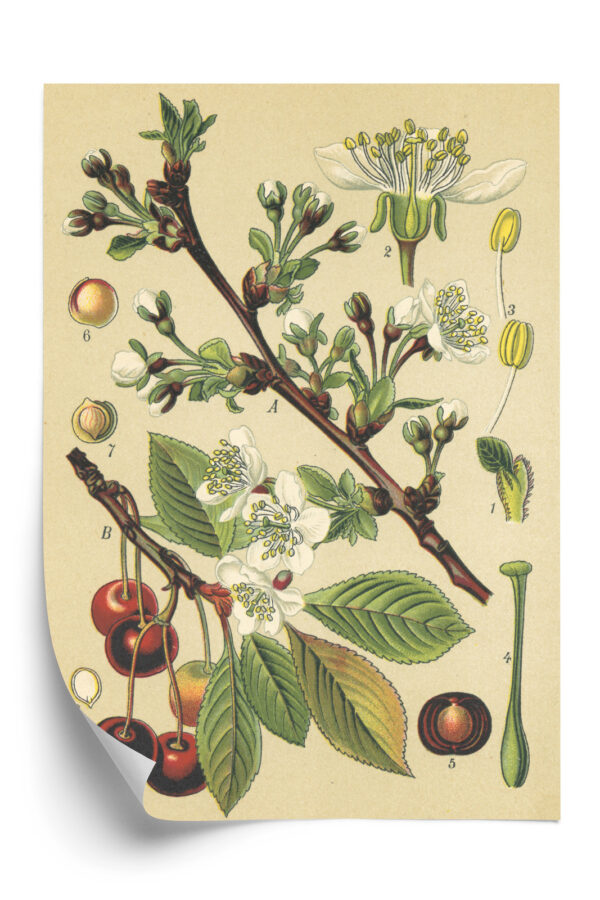 Plakat Archiwalna Ilustracja Botaniczna Kwiatów Wiśni - obrazek 3