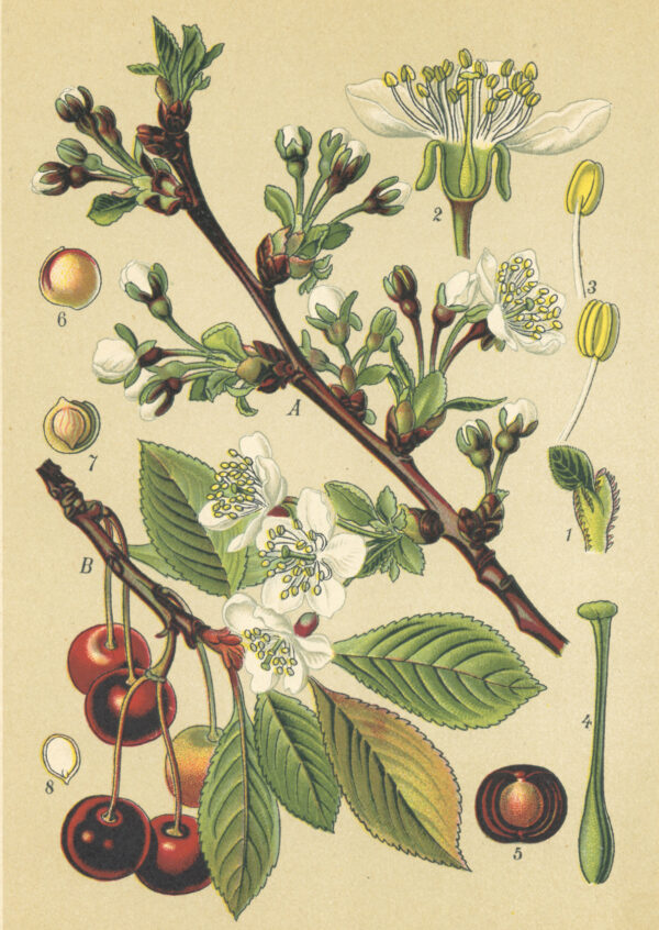 Plakat Archiwalna Ilustracja Botaniczna Kwiatów Wiśni - obrazek 2