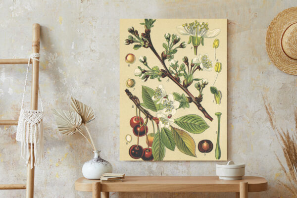 Plakat Archiwalna Ilustracja Botaniczna Kwiatów Wiśni - obrazek 7