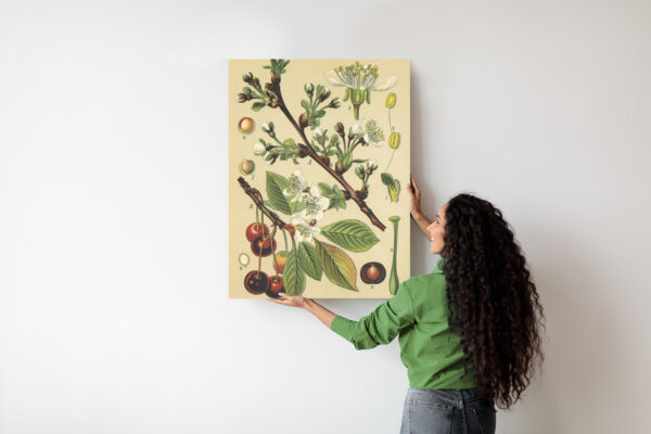 Plakat Archiwalna Ilustracja Botaniczna Kwiatów Wiśni - obrazek 8