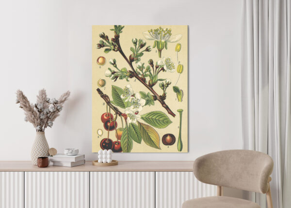 Plakat Archiwalna Ilustracja Botaniczna Kwiatów Wiśni - obrazek 6