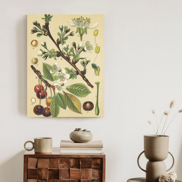 Plakat Archiwalna Ilustracja Botaniczna Kwiatów Wiśni - obrazek 4