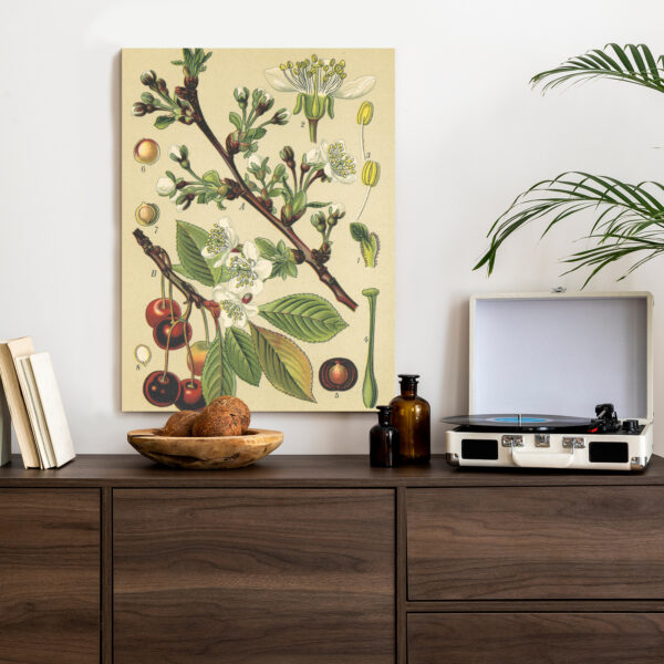 Plakat Archiwalna Ilustracja Botaniczna Kwiatów Wiśni - obrazek 5