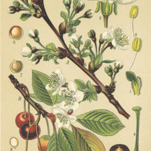 Plakat Archiwalna Ilustracja Botaniczna Kwiatów Wiśni